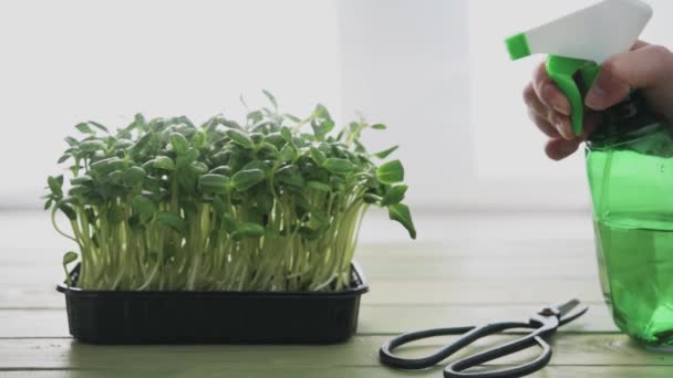 Water geven aan huis gekweekte arugula microgreens spruiten plant nevel sproeier, het kweken van micro groen thuis — Stockvideo