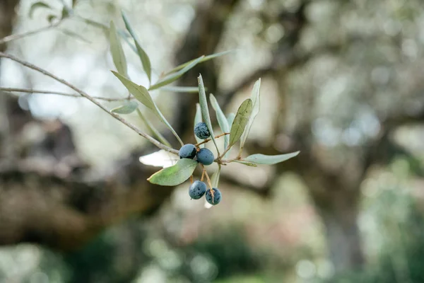 Gałęzie drzew oliwnych z zielonymi liśćmi i owocami oliwek, obraz śródziemnomorskiego rolnictwa — Zdjęcie stockowe