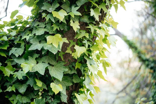 Videira de hera verde trepando tronco árvore — Fotografia de Stock