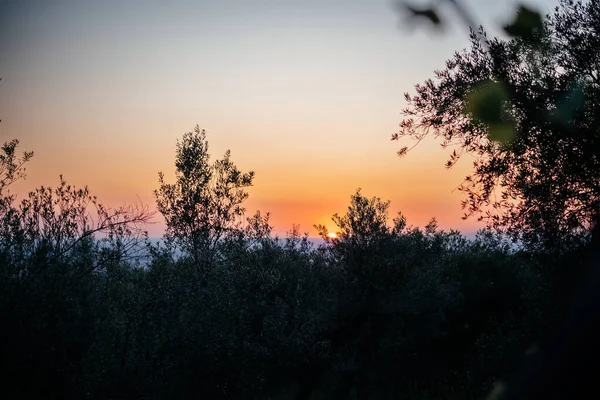 Dramatischer rosa und orangefarbener Sonnenuntergang im Olivenhain in Italien — Stockfoto