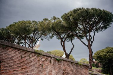 Roma 'da eski tuğla bir duvarda oturan martılar ve arka planda taş çam ağaçları.