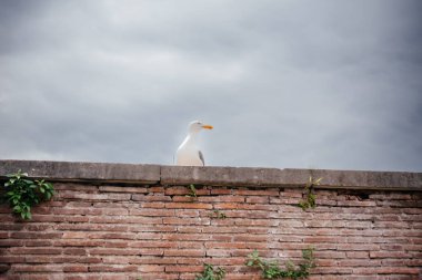 Seagulls sitting on an old brick wall in Rome