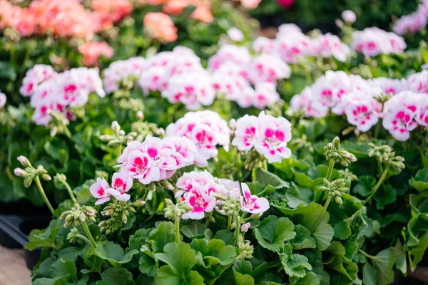 Rosafarbene und weiße Pelargonium-Geranienblüte im Topf auf dem Blumenmarkt in Italien — Stockfoto