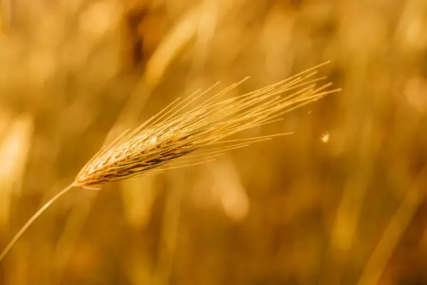 Spikes of ripe yellow wheat spikes in the countryside — Stock Fotó