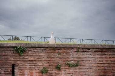 Roma 'da eski tuğla bir duvarda oturan martılar.