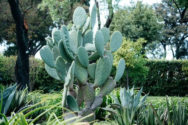 Grote cactus in het publieke park — Stockfoto