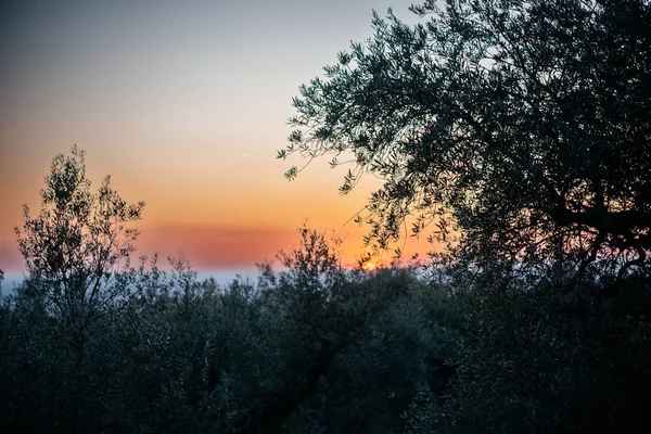 Dramatischer Rosa Und Orangefarbener Sonnenuntergang Olivenhain Italien Landschaft Bei Sonnenuntergang — Stockfoto