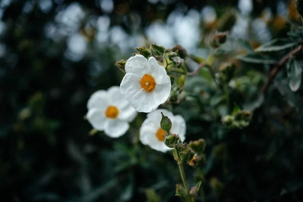 在意大利的花园里 白色的水仙花和一只黑色的虫子 在公园里很容易开花 — 图库照片