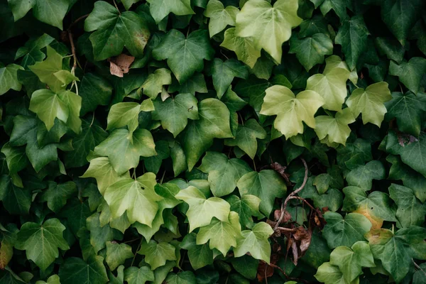 Uma Parede Coberta Com Folhas Verdes Videira Hera Fundo Natural — Fotografia de Stock
