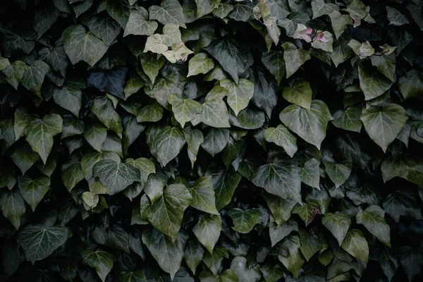 Green Ivy Vine Climbing Fence Natural Background Fotos De Bancos De Imagens