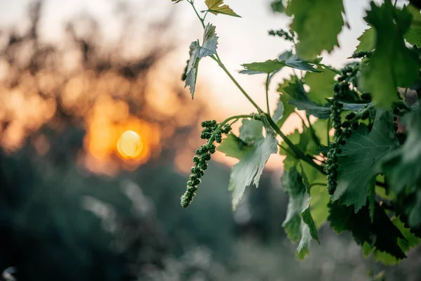 Jonge Groene Cluster Van Druiven Bloei Wijnstok Wijngaard Met Zonsondergang — Stockfoto