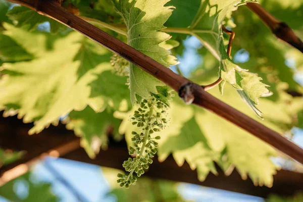 Giovane Grappolo Fiorito Uva Fiore Sulla Vite Vigna Retroilluminato Con — Foto Stock