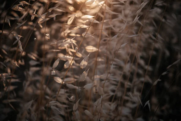 Goldene Trockene Ähren Von Hafer Hinterleuchtet Mit Untergehender Sonne Sommer — Stockfoto