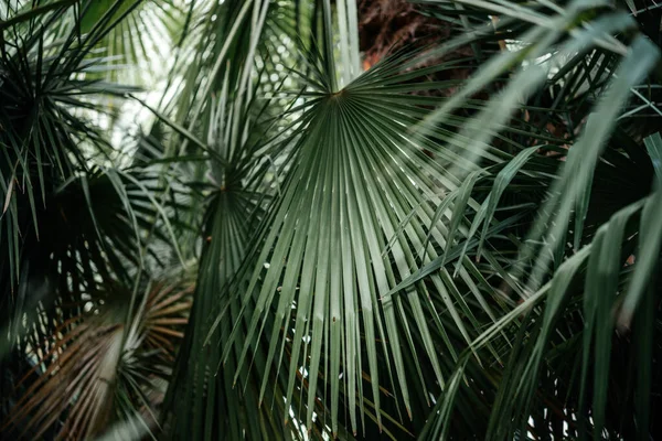 Feuilles Palmier Fond Vert Foncé Fond Tropical Été Feuilles Palmier Photos De Stock Libres De Droits