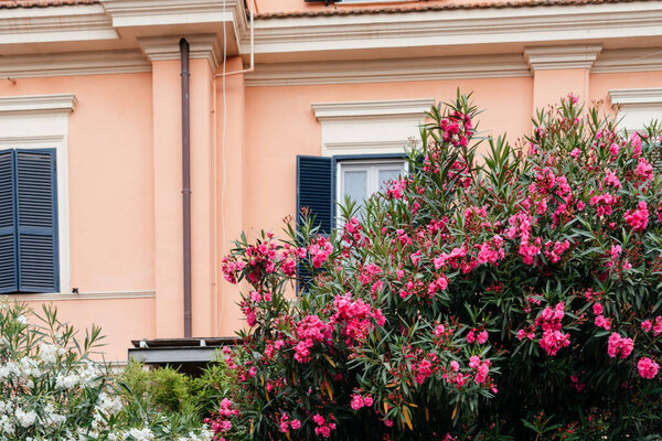 The pink oleander flowers bush in the garden in Italy
