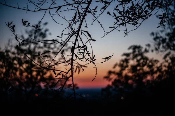 Dramático Cielo Rosado Naranja Atardecer Olivar Italia Paisaje Atardecer — Foto de Stock