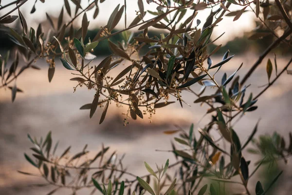 Olive tree branches at sunset in Italy, olive grove, olive growing