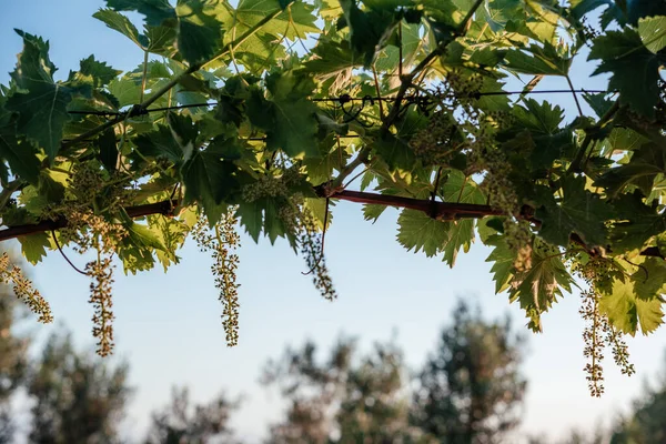 Jonge Bloeiende Cluster Van Druiven Bloei Wijnstok Wijngaard Met Zonsondergang — Stockfoto