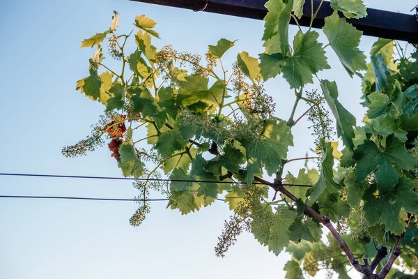 Jonge Bloeiende Druiven Ontkiemen Walsdraad Wijngaard Druiven Kweken Een Draad — Stockfoto