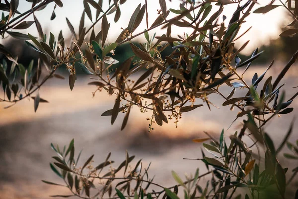 Olive tree branches at sunset in Italy, olive grove, olive growing