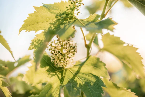 Jeune Grappe Florissante Raisins Fleur Sur Vigne Vignoble Close — Photo