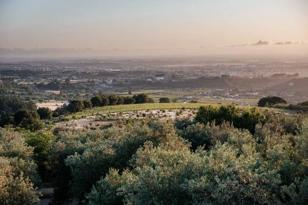 İtalya 'da gün batımının güzel manzarası. Pastel rengi güneş, zeytin ağaçları, tarlalar ve taş çam ağaçları İtalya' da muhteşem günbatımı manzarası.
