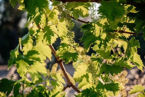 Jonge Bloeiende Cluster Van Druiven Bloei Wijnstok Wijngaard Tegen Zon — Stockfoto