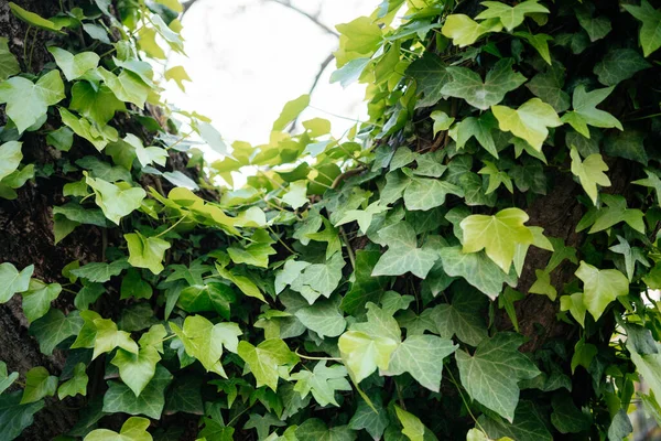 Green ivy vine climbing tree trunk natural background