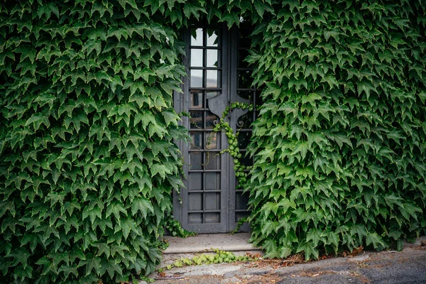 Wrought iron door covered with green ivy vine leaves, ivy wall