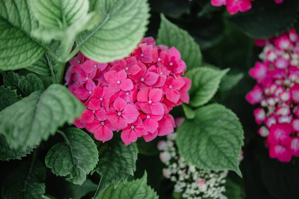 Vibrant fuchsia pink flowers of hydrangea natural background