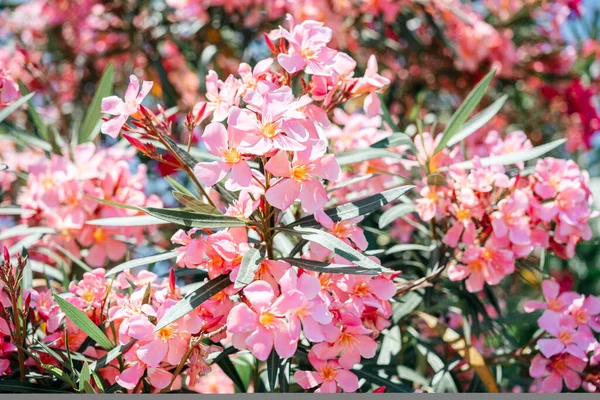 Pink oleander flowers at the seaside summer landscape, mediterranean flora