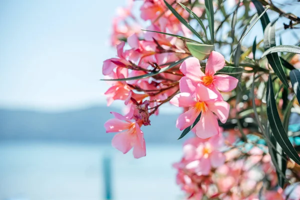 Pink oleander flowers at the seaside summer landscape, mediterranean flora