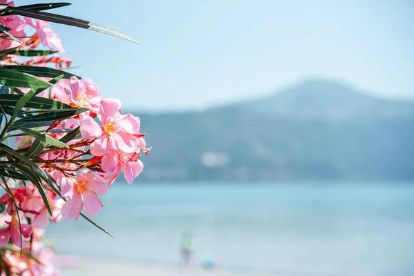 Pink oleander flowers at the seaside summer landscape, mediterranean flora