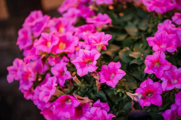 Fuşya pembe petunya çiçekleri yaz çiçeklerinde, Kalibrakhoa, Milyon çan çiçekleri veya küçük petunya hibrit bitkileri, çiçek bahçesi
