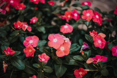 Fuchsia Pembe dört oktanlı çiçek veya Mirabilis Jalapa bahçede, Peru mucizesi, ev bahçesinde yetişmesi kolay çiçekler