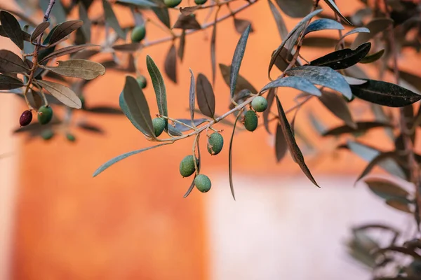 Olive Tree Branches Terracotta Plaster Wall Background Rome Italy Italian — Zdjęcie stockowe