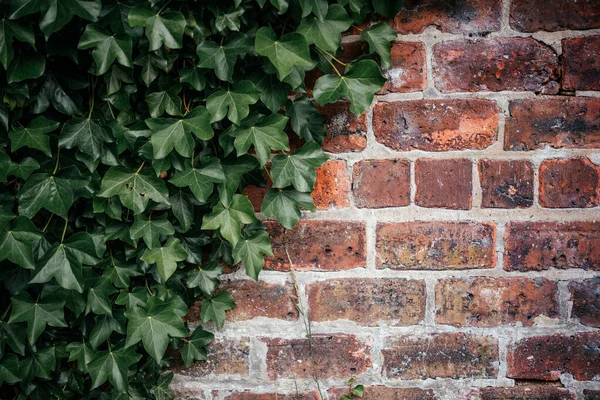 Зелене Листя Плюща Сходження Оранжеву Цегляну Стіну — стокове фото