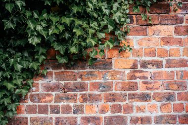Green ivy vine leaves climbing orange brick wall