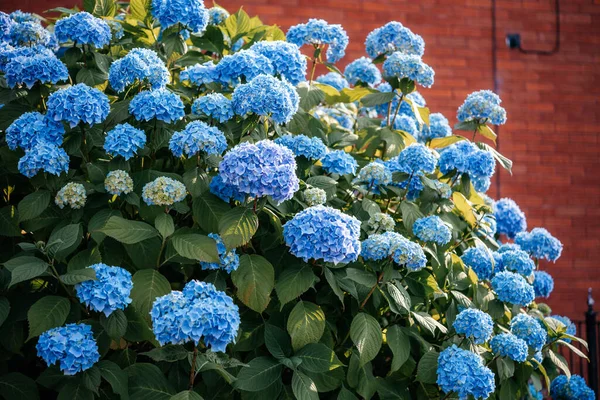 Blue hydrangea flowers bush in the summer garden, growing blue hydrangeas