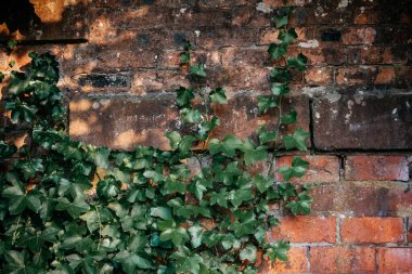 Green ivy vine leaves climbing orange brick wall