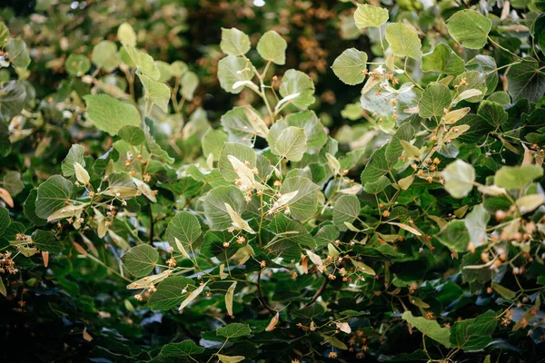 Άνθη Και Φύλλα Δέντρου Linden Tilia Καλοκαίρι — Φωτογραφία Αρχείου
