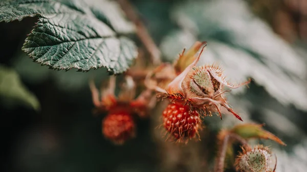 Wild Raspberries Forest Late Summer — Fotografia de Stock