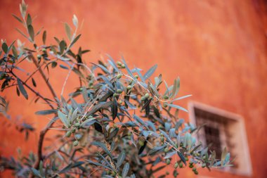 Roma, İtalya, İtalyan ve İspanyol arka planında terracotta alçı duvar arka planında zeytin dalları