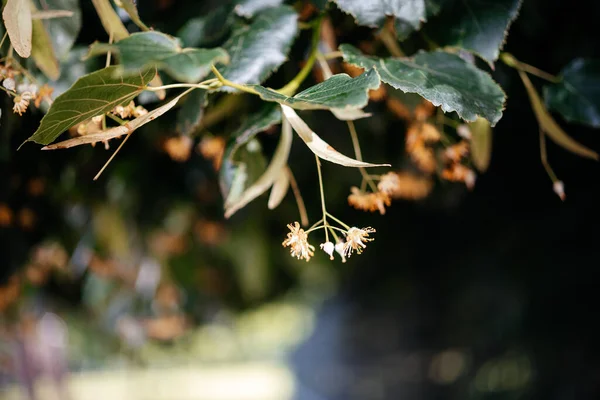 Linden Tilia Tree Flowers Leaves Summer — Fotografia de Stock