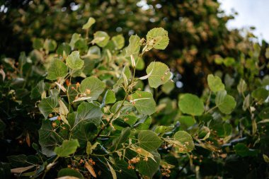 Linden or tilia tree flowers and leaves in summer