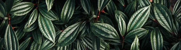 Dark Green Glossy Leaves Natural Background Banner Size — Fotografia de Stock