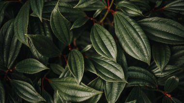 Dark green glossy leaves natural background