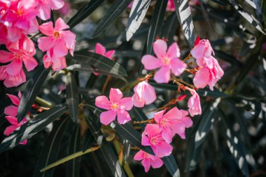 Bright pink oleander flowers against blue sky mediterranean background