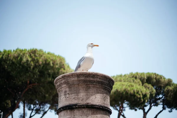 Seagull Sitting Antique Stone Column Walls Buildings Rome City Center — Stock Photo, Image