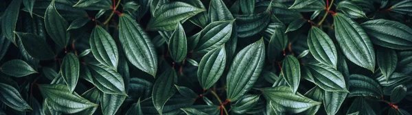 Dark Green Glossy Leaves Natural Background Banner Size — Stock fotografie